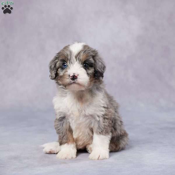 Bree, Mini Bernedoodle Puppy